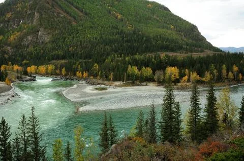 A look through the pine trees at the confluence of two turbulent mountain riv Stock Photos