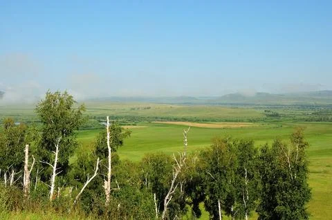 A look through the tops of birches at the boundless huge steppe on a clear .. Foto stock