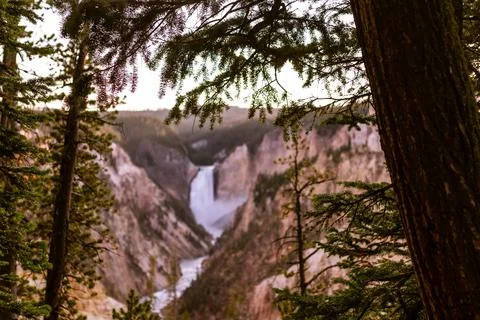 Look through trees to lower falls in yellowstone national park, focused on tr Stock Photos