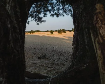 Look through trees on sandy plain at sunset Stock Photos