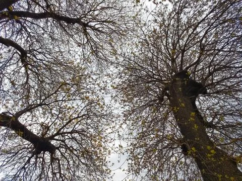 Look up through the trees towards the sky in Kadikoy Moda, Istanbul - Turkey Foto stock