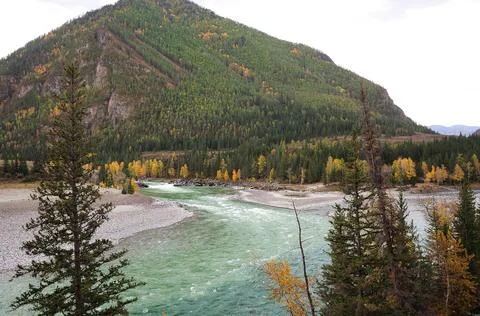 A look through the trunks of pine trees at the wedding of two mountain rivers Stock Photos