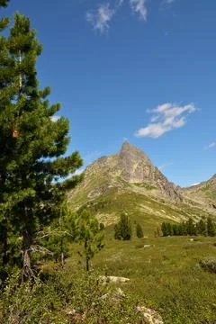A look through the trunks of tall cedars at a steep climb into a high rock .. Stock Photos