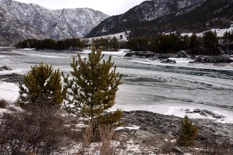 A look through young pine trees at the bed of a frozen river with clearings f Stock Photos