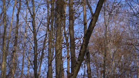 A look up at tops of bare trees with fallen leaves on the background of blue sky Stock Footage 165773317