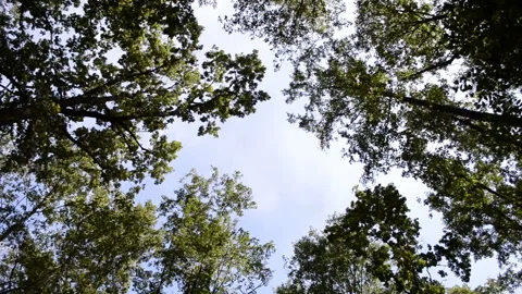 The look of the tops of the trees below Stock-Footage 100757127