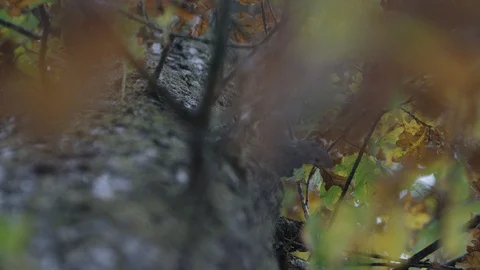 Look to a tree in autumn Stockbeeldmateriaal 118975587