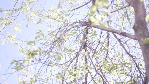 Look Up At Tree Branch Before Cutting Stock Footage 88013349