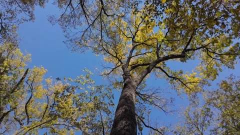 Look up at tree changing color Stock Footage 290044638