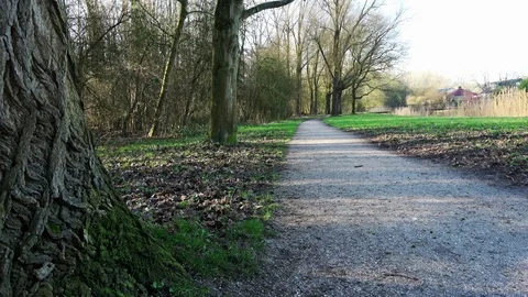Look up to the tree Stock Footage 126721691
