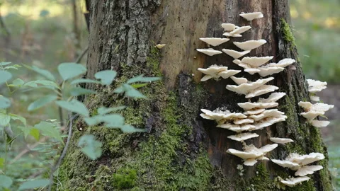 The look of the tree in the forest with the white mushroom in Estonia Stock Footage 160200481