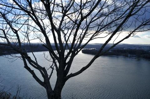 Look at a tree located on a cliff by the river Danube Stock Photos