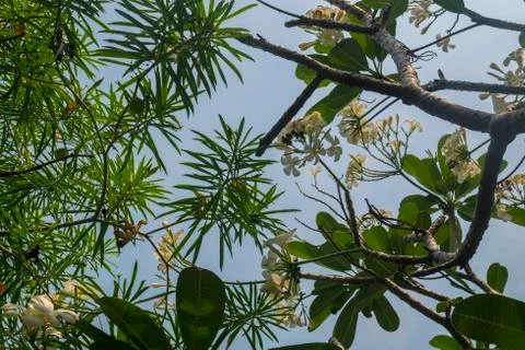 Look up the tree at the park Stock Photos