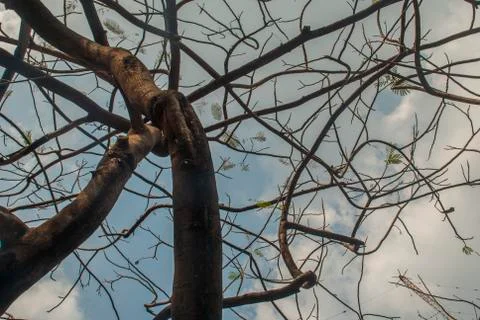 Look up the tree at the park Stock Photos