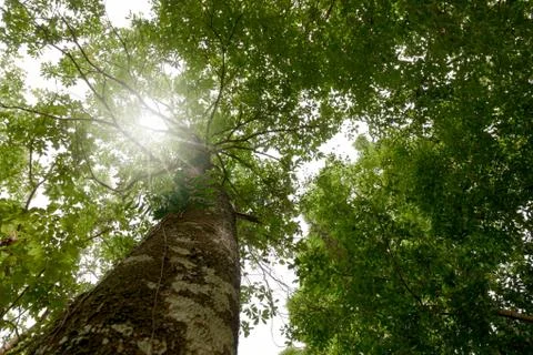 Look up tree with sunlay in forest Foto stock