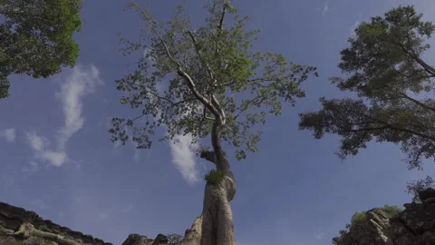 Look up tree ta prohm temple blue sky day pan right Stock Footage 226951406