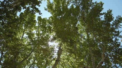 Look at the trees Stock Footage 40275921