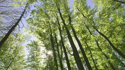Look up on trees in fresh green forest Stock Footage 275855280
