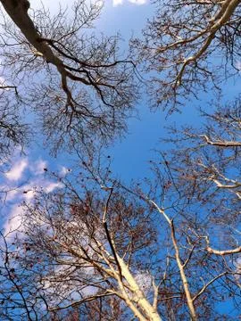 Look up at the trees Stock Photos