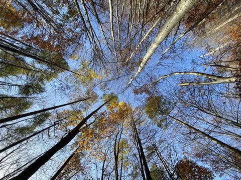 Look up in the trees Stock Photos