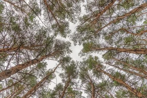 Look up into the treetops. Bottom view background. Treetops framing the sky.  Stock Photos