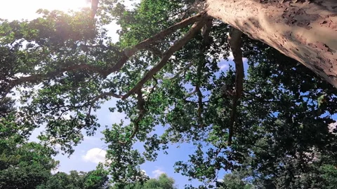 A look trough tree canopy during sunny day. 動画素材 163297579