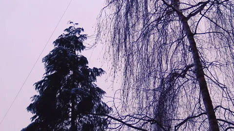 A look trough window over trees in park during ugly cold day. Stock Footage 206108102