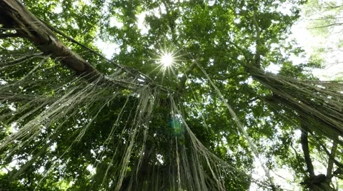 Look up from under beautiful banyan tree crown hanging roots Video stock 52260187