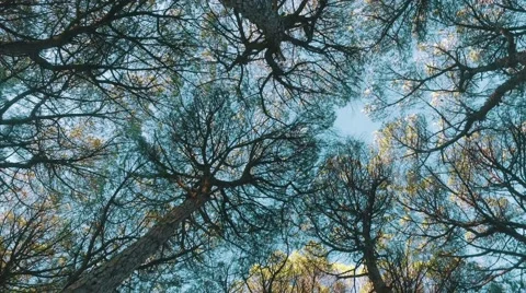 Look Up from Under Cedar Tree Crowns Stock Footage 59417320