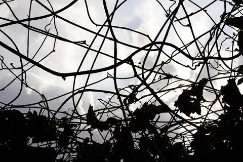 Look Up Under The Dry Trees To The Cloudy Sky Stock Photos