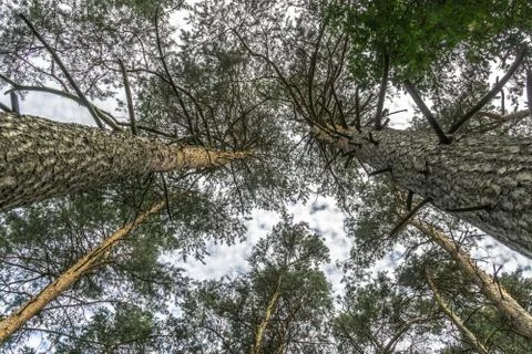 Look upwards to the point of two pines Stock Photos