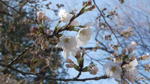 Look up view to cherry blossom sakura flower in blooming contrasting agains.. 库存影片 339575994