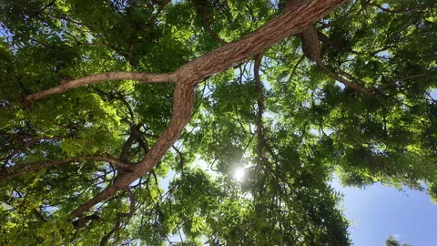 Look up view of golden sun rays shining through big tree branches Stock-Footage 343198262
