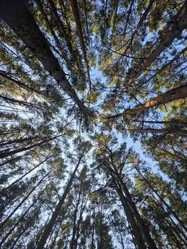 Look up view pine trees Stock Photos