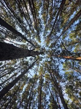 Look up view pine trees Foto stock