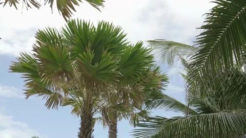 Look up view to summer palm tree among sunny clear blue sky, natural summer.. 库存影片 335582036