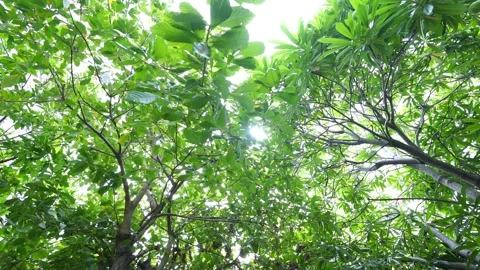 Look Up View in Tropical Forest Background. Video stock 138446635