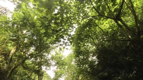 Look up walk vertical pane view down to hiking mud dirt trail road path way with Stock Footage 245441942