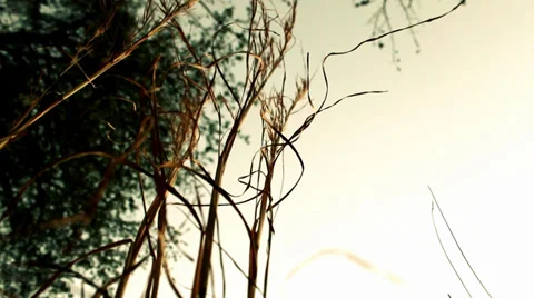 Look Up At Weeds Grass Stock Footage 32903949