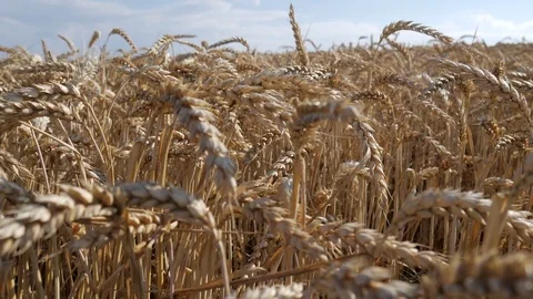 Look-on-wheat Stock Footage 77641437