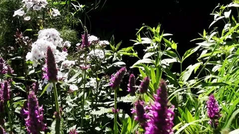 Look to the white flocks Stock Footage 150197136