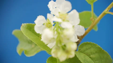 A look of the white flowers of the bird cherry plant Stock Footage 135692383