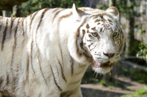 Look of a white Tiger Stock-Fotos
