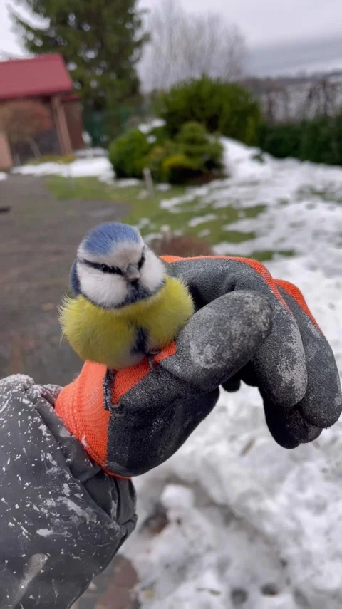 Look who i met at work Blue tit 動画素材 285945495