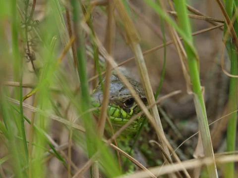 The look of a wild lizard sitting in the grass. Stock Photos