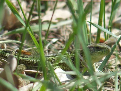 The look of a wild lizard sitting in the grass. Stock-Fotos
