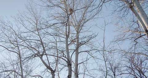 Look up to the withered trees under blue pure sky in winter. Stock Footage 120548989