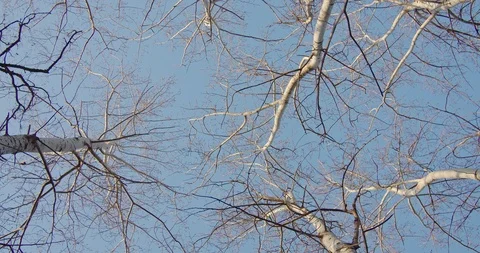 Look up to the withered trees under blue pure sky in winter. Stock Footage 120549529
