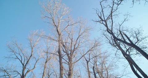 Look up to the withered trees under blue pure sky in winter. Stock Footage 120550927