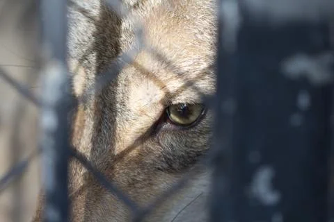 Look wolf in captivity Stock Photos
